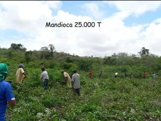 Mandioca 25.000 T  