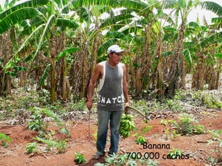 Banana  700.000 cachos 