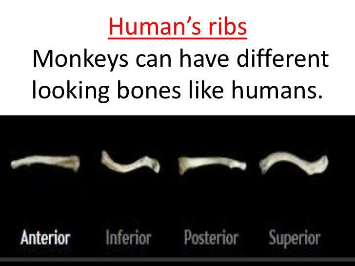 adult chimpanzee vs human skulls adult chimpanzee vs human skulls