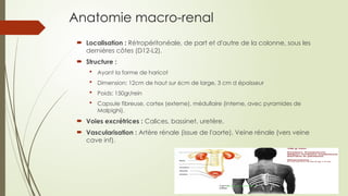 RAPPEL ANATOMIQUE ET PHYSIOLOGIQUE RENAL.pptx