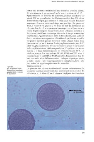 L'analyse des risques chimiques appliquée aux dragages 
Figure 24 
OEuf fécondé de l'oursin 
Sphaarechinus granulans : 
apparition de la membrane 
de fécondation. 
stérile (eau de mer de référence ou eau de mer de synthèse filtrée à 
0,2 um) alors que le sperme est récupéré « sec » et conservé à 0 °C. 
Après émission, les ovocytes des différents géniteurs sont filtrés sur 
soie de 200 um pour éliminer les débris et transférés dans 500 ml eau 
de mer filtrée propre, puis décantés et rincés deux fois afin d'éliminer 
les ovocytes de moins bonne qualité qui sont plus légers. Le sperme est 
dilué, à raison de 40 ul pour 2 ml d'eau de mer. La fécondation est 
effectuée dans les béchers contenant les ovocytes en utilisant un seul 
couple de géniteurs pour chaque fécondation. Le taux de réussite de la 
fécondation, vérifié sous microscope, détermine le lot qui sera employé 
pour les tests. Quinze minutes après la fécondation, sous agitation 
douce, un volume correspondant à 24000 oeufs par litre est transféré 
par pipette automatique aux milieux à tester. Chaque milieu et/ou 
concentration est testée à raison de cinq réplicats dans des pots de 25 
à 100 ml, plus dix témoins. En fin d'expérience, le taux de larves anor­males 
est déterminé sur 100 larves par réplicat. L'expérience est recom­mencée 
si le taux d'anomalies dans les témoins dépasse 20 %. Les 
résultats peuvent être exprimés en CE 100, CE50 ou CE20 selon la 
toxicité induite et les LOEC et NOEC calculées. Les anomalies (fig. 23) 
sont exprimées selon différents critères : embryon n'ayant pas atteint 
le stade « prisme », larve n'ayant pas atteint le stade pluteus, larve « plu-teus 
» dont les baguettes présentent des anomalies. 
Spermiotoxicité 
Les gamètes sont obtenus et sélectionnés comme précédemment. Le 
sperme est introduit directement dans les milieux à tester pendant des 
périodes de 5, 10, 15 ou 30 mn, à raison de 20 ul pour 5 ml de milieu. 
143 
 