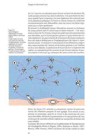 Dragages et environnement marin 
Figure 10 
Cycle biologique 
d'Alexandrium minutum 
d'après Wyatt et Jenkinson, 
(1997) : 
1) germination du kyste 
à la surface du sédiment; 
2) planoméiocyte; 3) cellules 
végétatives en division; 
3a) kyste temporaire; 
4) gamètes. 5) fusion de 
gamètes; 6) planozygote; 
7) kyste immature; 8) kyste 
mature dit de résistance. 
de 2 à 5 mois lui est nécessaire pour devenir un kyste de résistance (8), 
viable pendant environ 6 ans dans le sédiment. Une autre forme de résis­tance 
appelée kyste temporaire (3a) peut également être retrouvée par­mi 
la population pélagique. Ce kyste est obtenu lorsque les conditions 
environnementales sont défavorables, mais son retour à la forme végé­tative 
peut se faire rapidement. 
En résumé, le dinoflagellé toxique Alexandrium minutum est la plupart 
du temps présent dans le milieu sous sa forme enkystée : c'est seule­ment 
au bout de 9 à 10 mois, lorsque les conditions environnementales 
sont favorables, que les kystes peuvent germer (1) pour donner des cel­lules 
végétatives. Les particularités de la formation des kystes expliquent 
bien des aspects écologiques et biogéographiques des algues à repro­duction 
sexuée : le moment et la localisation d'une efflorescence dépen­dent 
respectivement de l'instant où les kystes germent et de l'endroit 
où ils se sont déposés. La production de kystes facilite la dispersion des 
espèces car, transportés par les courants ou par d'autres moyens, ils peu­vent 
former l'inoculum qui colonisera des zones encore non touchées. 
Ainsi, les kystes d'A. minutum se comportent comme les particules 
inertes des sédiments auxquels ils sont agrégés. Leur remise en sus­pension 
au printemps, associée au retour à des conditions de crois­sance 
favorables, déclenche la germination et le repeuplement de l'eau 
en donnant de nouvelles cellules végétatives susceptibles de former des 
eaux colorées. 
La plupart des travaux référencés sur les phénomènes de désenkystement 
des dinoflagellés (Endo et Nagata, 1984; Anderson et Keafer, 1987 ; 
Blanco, 1990; Cannon, 1993) concernent des études menées en labo- 
60 
 