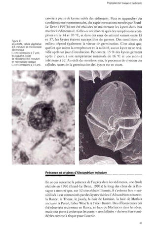 Figure 11 
a) à droite, cellule végétative 
à'A. minutum en microscopie 
électronique 
(1 cm correspond à 7 um); 
b) à gauche, kyste 
de résistance d'A. minutum 
en microscopie optique 
(1 cm correspond à 14 um). 
ratoire à partir de kystes isolés des sédiments. Pour se rapprocher des 
conditions environnementales, des expérimentations menées par Erard- 
Le Denn (1997b) ont été réalisées en maintenant les kystes dans leur 
matériel sédimentaire. Celles-ci ont montré qu'à des températures com­prises 
entre 14 et 20 °C, et dans des eaux de salinité variant entre 18 
et 37, les kystes étaient susceptibles de germer. Des conditions de 
milieu dépend également la vitesse de germination. C'est ainsi que, 
quelles que soient la température et la salinité, aucun kyste ne se revi­vifie 
après un jour d'incubation. Par contre, 15 % des kystes germent 
après 2 jours, à une température minimale de 16 °C et une salinité 
inférieure à 32. Au-delà du troisième jour, le processus de division des 
cellules issues de la germination des kystes est en cours. 
Présence et origines d'Alexandrium minutum 
En ce qui concerne la présence de l'espèce dans les sédiments, une étude 
réalisée en 1996 (Erard-Le Denn, 1997a) le long des côtes de la Bre­tagne 
a montré que, sur 32 sites échantillonnés, 8 s'avèrent être « sen­sibilisés 
» car contaminés par des kystes viables d'Alexandrium minutum : 
la Rance, le Trieux, le Jaudy, la baie de Lannion, la baie de Morlaix 
incluant la Penzé, l'aber Wrac'h et l'aber Benoît. Des efflorescences ont 
été observées seulement en Rance, en baie de Morlaix et dans les abers, 
mais tout porte à croire que les zones « sensibilisées » doivent être consi­dérées 
comme à risque pour l'avenir. 
61 
 