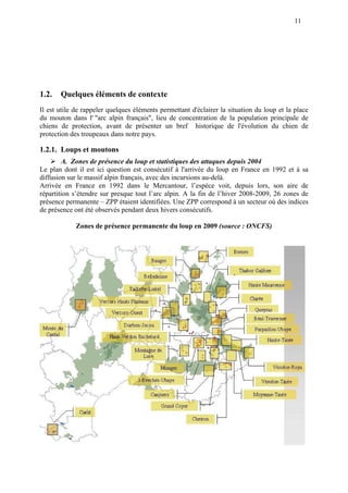 11
1.2. Quelques éléments de contexte
Il est utile de rappeler quelques éléments permettant d'éclairer la situation du loup et la place
du mouton dans l' "arc alpin français", lieu de concentration de la population principale de
chiens de protection, avant de présenter un bref historique de l'évolution du chien de
protection des troupeaux dans notre pays.
1.2.1. Loups et moutons
A. Zones de présence du loup et statistiques des attaques depuis 2004
Le plan dont il est ici question est consécutif à l'arrivée du loup en France en 1992 et à sa
diffusion sur le massif alpin français, avec des incursions au-delà.
Arrivée en France en 1992 dans le Mercantour, l’espèce voit, depuis lors, son aire de
répartition s’étendre sur presque tout l’arc alpin. A la fin de l’hiver 2008-2009, 26 zones de
présence permanente – ZPP étaient identifiées. Une ZPP correspond à un secteur où des indices
de présence ont été observés pendant deux hivers consécutifs.
Zones de présence permanente du loup en 2009 (source : ONCFS)
 
