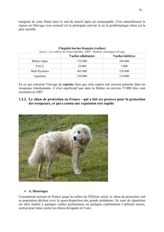 16
marginal de cette filière dans le sud du massif alpin est remarquable. C'est naturellement la
région où l'élevage ovin extensif est la principale activité et où la problématique chien est la
plus sensible.
Cheptels bovins français (vaches)
Source : Les cahiers de FranceAgriMer, 2009 – Données statistiques élevage
Vaches allaitantes Vaches laitières
Rhône-Alpes 172.000 288.000
PACA 18.000 7.000
Midi-Pyrénées 465.000 158.000
Aquitaine 258.000 118.000
En ce qui concerne l'élevage de caprins, bien que cette espèce soit souvent présente dans les
troupeaux transhumants, il n'est significatif que dans la Drôme où environ 37.000 têtes sont
recensées en 2007.
1.2.2. Le chien de protection en France - qui a fait ses preuves pour la protection
des troupeaux, et qui a connu une expansion très rapide
A. Historique
Couramment présent en France jusqu’au milieu du XIXème siècle, le chien de protection voit
sa population décliner avec la quasi-disparition des grands prédateurs. Sa zone de répartition
est alors limitée à quelques vallées pyrénéennes où quelques exploitations l’utilisent encore,
surtout pour lutter contre les chiens divagants et l’ours.
 