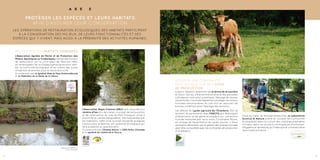 Assurer une continuité
écologique sur des sites
de production
Ludovic Vassaux, exploitant de la ferme de la Laurière
en Deux-Sèvres, a transformé en prairie des parcelles
cultivées en maïs pour y pratiquer l’élevage de vaches
maraichines. Il souhaite également protéger les milieux
humides remarquables du site tout en assurant de
bonnes conditions pour l’élevage des animaux.
Les élèves du Lycée agricole de l’Oisellerie (16) se
forment, en partenariat avec l’ONCFS, aux techniques
d’observation et de génie écologique sur une prairie
humide restaurée par leurs soins. Christophe Moine,
en charge de l’exploitation du lycée, ajoute : « Nous
souhaitons démontrer que la gestion des prairies humides
peut être compatible avec les contraintes de production
d’un éleveur.»
Situé au cœur du bocage bressuirais, le Laboratoire
Science et Nature prend en compte les continuités
écologiques dans la culture des matières premières
utilisées dans les produits biologiques d’entretien,
d’hygiène et de beauté, qu’il fabrique et commercialise
dans toute la France.
1514 1514
Les opérations de restauration écologiques des habitats participent
à la conservation des milieux, de leurs fonctionnalités et des
espèces qui y vivent, mais aussi à la pérennité des activités humaines.
Protéger les espèces et leurs habitats
afin d’assurer leur conservation
A X E 2
Restaurer des habitats dégradés
L’Association Agréée de Pêche et de Protection des
Milieux Aquatiques Le Chaboisseau réalise des travaux
de restauration sur le cours d’eau de l’Allochon (86),
en aménageant les ouvrages hydrauliques pour réta-
blir la continuité écologique, et en créant des zones
d’habitats diversifiés pour la faune piscicole.
En partenariat avec le Syndicat Mixte du Pays Montmorillonnais
et la Fédération de la Pêche de la Vienne.
L’Association Régie Urbaine (ARU) s’est associée aux
Jardins d’Isis afin de mener un projet de restauration
et de valorisation du site du Petit Fresquet, situé à
proximité du centre d’Angoulême. Très fréquentée par
les habitants, cette zone humide nécessite quelques
travaux pour préserver son potentiel écologique qui
sera présenté au grand public.
En partenariat avec Charente Nature, le CREN Poitou-Charentes
et le syndicat de rivières de la Touvre.
Vaches maraichines
© Ferme de Laurière
Accueil du public
© Science et Nature
L’Anguienne, cours d’eau
du petit Fresquet
© Charente Nature
Retenue sur l’Allochon
© Le Chaboisseau
 