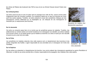 les arbres de Platane des boulevard des FAR et ceux de la rue Ahmed Chaouki devant l’hotel Jnan
Palace.

Sur le Brachychiton

Cet arbre prend de plus en plus de place dans le paysage de la ville de Fès, surtout comme arbre
d’alignement dans les nouveaux quartiers. Sa croissance rapide est un atout qui favorise son choix
parmi les autres espèces. Toutefois, cet arbre présente lui aussi des symptômes d’attaque par des
champignons comme l’Alternaria sp. et l’Aspergillus sp. Les attaques de ces champignons se
traduisent par un assèchement des branches.
                                                                                                          Symptôme de maladie chez
                                                                                                          Brachychiton populneum
Sur le Jacaranda

Cet arbre se comporte assez bien et ne montre pas de symptômes graves de maladies. Toutefois, des
prélèvements sur certains arbres ont montré l’existence d’un champignon non identifié. Les arbres malades
sont souvent voisins, ce qui laisse penser que la maladie se transmet d’un arbre à l’autre par voie naturelle
à travers le sol ou bien lors de la taille.

Sur le Frêne

Les symptômes de maladies observés chez cette essence sont un dessèchement des branches et des
parties marginales des feuilles. L’agent responsable de ces anomalies est un champignon de l’ordre des
moniliales.                                                                                                     Symptôme de maladie
                                                                                                                chez Jacaranda
Sur le Sophora

Sur les arbres qui présentent un dessèchement de branche, nous avons prélevé des champignons appartenant au genre Penicillium et
Alternaria. La taille de ces arbres semble être un facteur responsable de la propagation des maladies chez cette espèce.




                                                                   139
 