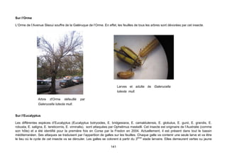 Sur l’Orme

L’Orme de l’Avenue Slaoui souffre de la Galéruque de l’Orme. En effet, les feuilles de tous les arbres sont dévorées par cet insecte.




                                                                          Larves et adulte de Galerucella
                                                                          luteola mull.

                Arbre d'Orme défeuillé        par
                Galerucella luteola mull.


Sur l’Eucalyptus

Les différentes espèces d’Eucalyptus (Eucalyptus botryoides, E. bridgesiana, E. camaldulensis, E. globulus, E. gunii, E. grandis, E.
robusta, E. saligna, E. tereticornis, E. viminalis), sont attaquées par Ophelimus maskelli. Cet insecte est originaire de l’Australie (comme
son hôte) et a été identifié pour la première fois en Corse par la Fredon en 2004. Actuellement, il est présent dans tout le bassin
méditerranéen. Ses attaques se traduisent par l’apparition de galles sur les feuilles. Chaque galle va contenir une seule larve et va être
le lieu où le cycle de cet insecte va se dérouler. Les galles se colorent à partir du 3ème stade larvaire. Elles demeurent vertes ou jaune

                                                                    141
 