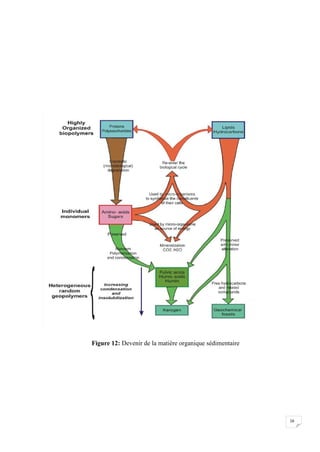 Figure 12: Devenir de la matière organique sédimentaire




                                                          16
 
