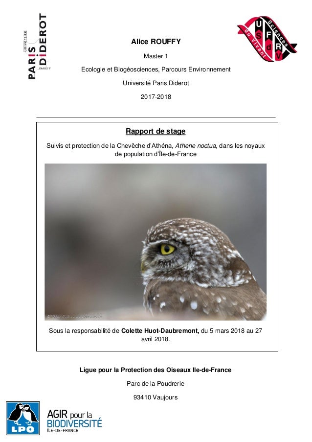 Suivi Et Protection De La Cheveche D Athena Athene Noctua Dans Ile