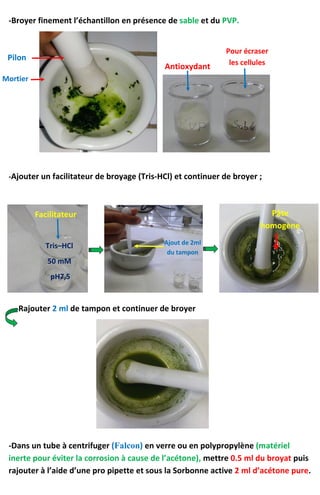 -Broyer finement l’échantillon en présence de sable et du PVP.
-Ajouter un facilitateur de broyage (Tris-HCl) et continuer de broyer ;
-Rajouter 2 ml de tampon et continuer de broyer
-Dans un tube à centrifuger (Falcon) en verre ou en polypropylène (matériel
inerte pour éviter la corrosion à cause de l’acétone), mettre 0.5 ml du broyat puis
rajouter à l’aide d’une pro pipette et sous la Sorbonne active 2 ml d’acétone pure.
Pilon
Mortier
Antioxydant
Pour écraser
les cellules
Facilitateur Pâte
homogène
Tris–HCl
50 mM
pH7,5
Ajout de 2ml
du tampon
 