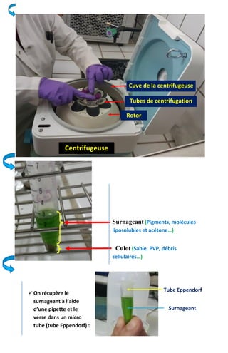  On récupère le
surnageant à l’aide
d’une pipette et le
verse dans un micro
tube (tube Eppendorf) :
Surnageant (Pigments, molécules
liposolubles et acétone…)
Culot (Sable, PVP, débris
cellulaires…)
Centrifugeuse
Rotor
Cuve de la centrifugeuse
Tubes de centrifugation
Tube Eppendorf
Surnageant
 