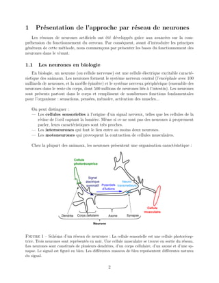 1 Présentation de l’approche par réseau de neurones
Les réseaux de neurones artiﬁciels ont été développés grâce aux avancées sur la com-
préhension du fonctionnement du cerveau. Par conséquent, avant d’introduire les principes
généraux de cette méthode, nous commençons par présenter les bases du fonctionnement des
neurones dans le vivant.
1.1 Les neurones en biologie
En biologie, un neurone (ou cellule nerveuse) est une cellule électrique excitable caracté-
ristique des animaux. Les neurones forment le système nerveux central (l’encéphale avec 100
milliards de neurones, et la moëlle épinière) et le système nerveux périphérique (ensemble des
neurones dans le reste du corps, dont 500 millions de neurones liés à l’intestin). Les neurones
sont présents partout dans le corps et remplissent de nombreuses fonctions fondamentales
pour l’organisme : sensations, pensées, mémoire, activation des muscles...
On peut distinguer :
— Les cellules sensorielles à l’origine d’un signal nerveux, telles que les cellules de la
rétine de l’oeil captant la lumière. Même si ce ne sont pas des neurones à proprement
parler, leurs caractéristiques sont très proches.
— Les interneurones qui font le lien entre au moins deux neurones.
— Les motoneurones qui provoquent la contraction de cellules musculaires.
Chez la plupart des animaux, les neurones présentent une organisation caractéristique :
Figure 1 – Schéma d’un réseau de neurones : La cellule sensorielle est une cellule photorécep-
trice. Trois neurones sont représentés en noir. Une cellule musculaire se trouve en sortie du réseau.
Les neurones sont constitués de plusieurs dendrites, d’un corps cellulaire, d’un axone et d’une sy-
napse. Le signal est ﬁguré en bleu. Les diﬀérentes nuances de bleu représentent diﬀérentes natures
du signal.
2
 