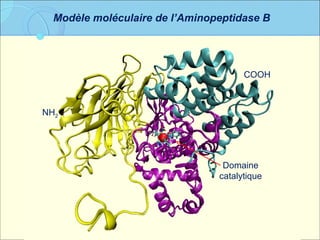 Modèle moléculaire de l’Aminopeptidase B NH 2 Domaine catalytique COOH 
