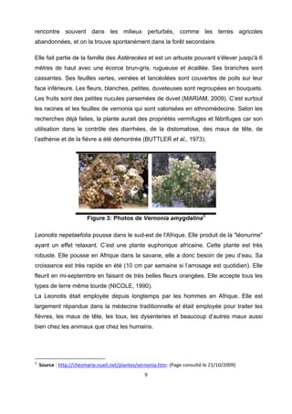 rencontre souvent dans les milieux perturbés, comme les terres agricoles
abandonnées, et on la trouve spontanément dans la forêt secondaire.

Elle fait partie de la famille des Astéracées et est un arbuste pouvant s'élever jusqu'à 6
mètres de haut avec une écorce brun-gris, rugueuse et écaillée. Ses branches sont
cassantes. Ses feuilles vertes, veinées et lancéolées sont couvertes de poils sur leur
face inférieure. Les fleurs, blanches, petites, duveteuses sont regroupées en bouquets.
Les fruits sont des petites nucules parsemées de duvet (MARIAM, 2009). C’est surtout
les racines et les feuilles de vernonia qui sont valorisées en ethnomédecine. Selon les
recherches déjà faites, la plante aurait des propriétés vermifuges et fébrifuges car son
utilisation dans le contrôle des diarrhées, de la distomatose, des maux de tête, de
l’asthénie et de la fièvre a été démontrée (BUTTLER et al., 1973).




                       Figure 3: Photos de Vernonia amygdalina3

Leonotis nepetaefolia pousse dans le sud-est de l'Afrique. Elle produit de la "léonurine"
ayant un effet relaxant. C’est une plante euphorique africaine. Cette plante est très
robuste. Elle pousse en Afrique dans la savane, elle a donc besoin de peu d’eau. Sa
croissance est très rapide en été (10 cm par semaine si l’arrosage est quotidien). Elle
fleurit en mi-septembre en faisant de très belles fleurs orangées. Elle accepte tous les
types de terre même lourde (NICOLE, 1990).
La Leonotis était employée depuis longtemps par les hommes en Afrique. Elle est
largement répandue dans la médecine traditionnelle et était employée pour traiter les
fièvres, les maux de tête, les toux, les dysenteries et beaucoup d’autres maux aussi
bien chez les animaux que chez les humains.




                                                            
3
   Source : http://chezmarie.nuxit.net/plantes/vernonia.htm: (Page consulté le 21/10/2009) 
                                                 9 

 
 