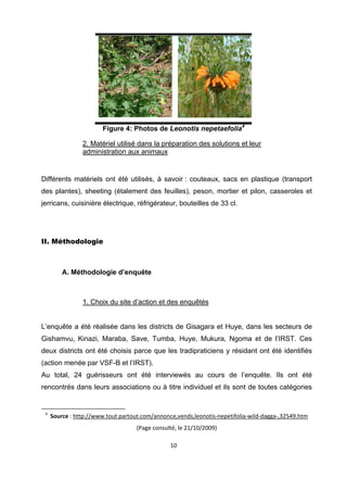 Figure 4: Photos de Leonotis nepetaefolia4

               2. Matériel utilisé dans la préparation des solutions et leur
               administration aux animaux
 

Différents matériels ont été utilisés, à savoir : couteaux, sacs en plastique (transport
des plantes), sheeting (étalement des feuilles), peson, mortier et pilon, casseroles et
jerricans, cuisinière électrique, réfrigérateur, bouteilles de 33 cl.




II. Méthodologie
 


       A. Méthodologie d’enquête
 

               1. Choix du site d’action et des enquêtés
 

L’enquête a été réalisée dans les districts de Gisagara et Huye, dans les secteurs de
Gishamvu, Kinazi, Maraba, Save, Tumba, Huye, Mukura, Ngoma et de l’IRST. Ces
deux districts ont été choisis parce que les tradipraticiens y résidant ont été identifiés
(action menée par VSF-B et l’IRST).
Au total, 24 guérisseurs ont été interviewés au cours de l’enquête. Ils ont été
rencontrés dans leurs associations ou à titre individuel et ils sont de toutes catégories

                                                            
   4
      Source : http://www.tout partout.com/annonce,vends,leonotis‐nepetifolia‐wild‐dagga‐,32549.htm 
                                   (Page consulté, le 21/10/2009) 

                                                10 

 
 