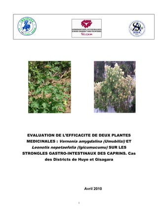                                                           




                                                       




     EVALUATION DE L’EFFICACITE DE DEUX PLANTES
     MEDICINALES : Vernonia amygdalina (Umubilizi) ET
       Leonotis nepetaefolia (Igicumucumu) SUR LES
    STRONGLES GASTRO-INTESTINAUX DES CAPRINS. Cas
                  des Districts de Huye et Gisagara




                                                      Avril 2010


                                                 i 

 
 