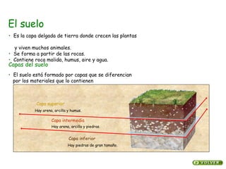 El suelo
Capa superior
Capa intermedia
Capa inferior
Capas del suelo
Hay arena, arcilla y humus.
Hay arena, arcilla y piedras.
Hay piedras de gran tamaño.
• Es la capa delgada de tierra donde crecen las plantas
y viven muchos animales.
• Se forma a partir de las rocas.
• Contiene roca molida, humus, aire y agua.
• El suelo está formado por capas que se diferencian
por los materiales que lo contienen
 