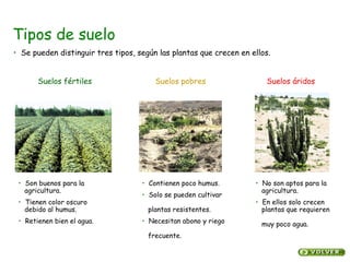 Tipos de suelo
Suelos fértiles Suelos pobres Suelos áridos
• Son buenos para la
agricultura.
• Tienen color oscuro
debido al humus.
• Retienen bien el agua.
• Contienen poco humus.
• Solo se pueden cultivar
plantas resistentes.
• Necesitan abono y riego
frecuente.
• No son aptos para la
agricultura.
• En ellos solo crecen
plantas que requieren
muy poco agua.
• Se pueden distinguir tres tipos, según las plantas que crecen en ellos.
 