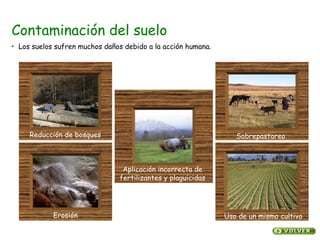 Contaminación del suelo
Reducción de bosques
Erosión
Aplicación incorrecta de
fertilizantes y plaguicidas
Sobrepastoreo
Uso de un mismo cultivo
• Los suelos sufren muchos daños debido a la acción humana.
 