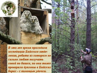 В это же время проходила
экспедиция Бийского отделения, ребята из которого не
сильно любят получать
совой по башке, но они тоже
проверяли дуплоны в Бийских
борах - с помощью удочки.

 