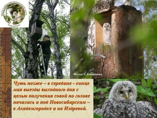 Фотки Е. Книжника

Чуть позже – в середине - конце
мая выезды выходного дня с
целью получения совой по голове
начались и под Новосибирском –
в Академгородке и на Издревой.

 