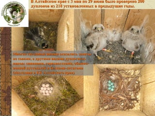 В Алтайском крае с 3 мая по 29 июня было проверено 200
дуплонов из 218 установленных в предыдущие годы.

Многие гнездовые ящики оказались заняты
не совами, а другими видами дуплогнездников: синицами, горихвостками, обыкновенной пустельгой и белками-летягами
(последняя в КК Алтайского края)

 