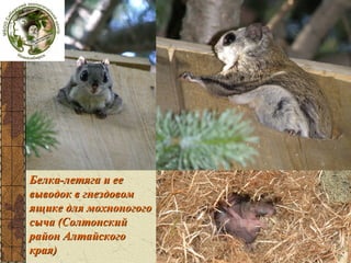 Белка-летяга и ее
выводок в гнездовом
ящике для мохноногого
сыча (Солтонский
район Алтайского
края)

 