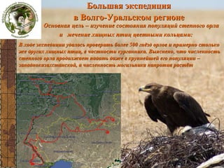 Большая экспедиция
в Волго-Уральском регионе
Волго-Уральский регион

Основная цель – изучение состояния популяций степного орла
и мечение хищных птиц цветными кольцами:

В ходе экспедиции удалось проверить более 500 гнёзд орлов и примерно столько
же других хищных птиц, в частности курганника. Выяснено, что численность
степного орла продолжает падать даже в крупнейшей его популяции –
западноказахстанской, а численность могильника напротив растёт

 