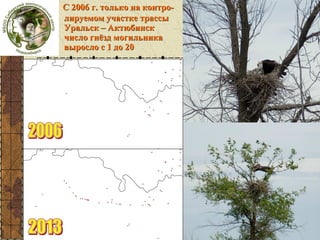 Рост
могильника

С 2006 г. только на контролируемом участке трассы
Уральск – Актюбинск
число гнёзд могильника
выросло с 1 до 20

 
