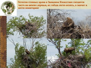 Степни на
деревьях

Остатки степных орлов в Западном Казахстане гнездятся
часто на низких деревья, их гнёзда легко искать, а значит и
вести мониторинг

 