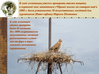 Волго-Урал-платформы

В ходе экспедиции удалось проверить также пощадку
в охранной зоне заповедника «Чёрные земли» на которой ещё в
2004 г. были установлены 30 искусственных гнездовий для
курганников (Buteo rufinus) Марком Пестовым

В ходе экспедиции
удалось проверить
более 20 гнездовий.
Все 100% сохранившихся
искусственных гнездовий
расположенных в удалении от ферм и дорог
оказались заселенными
курганниками.

 