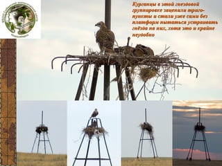 Волго-Уралплатформы

Курганцы в этой гнездовой
группировке заценили тригопункты и стали уже сами без
платформ пытаться устраивать
гнёзда на них, хотя это и крайне
неудобно

 