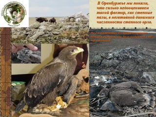 феникс

В Оренбуржье мы поняли,
что сильно недооцениваем
такой фактор, как степные
палы, в негативной динамике
численности степного орла.
На 2-х постоянных площадях по причине
пожаров размножение было неудачным у 60%
пар степняков.
степняков.

 