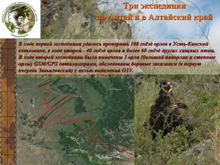 Три экспедиции
на Алтай и в Алтайский край
Алтае-Саян

В ходе первой экспедиции удалось проверить 100 гнёзд орлов в Усть-Канской
котловине, в ходе второй - 40 гнёзд орлов и более 60 гнёзд других хищных птиц.
В ходе второй экспедиции были помечены 3 орла (большой подорлик и степные
орлы) GSM/GPS даталоггерами, обследованы боровые заказники (в первую
очередь Завьяловский) с целью выделения ОЗУ.

 