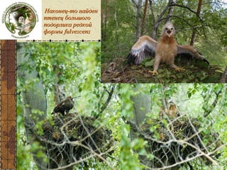 fulvescens

Наконец-то найден
птенец большого
подорлика редкой
формы fulvescens

 