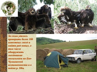 За сезон удалось
проверить более 100
известных гнезд и
найти ряд новых, в
том числе
обнаружить
гнездование
могильника на БиеЧумышской
возвышенности и в
пойме р. Оби.

 