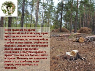 Всем группам во время
экспедиций по Алтайскому краю
приходилось отвлекаться на
нашу постоянную головную боль
– рубки в заказниках, особенно в
боровых. Аналогов уничтожения
редких видов при полном
содействии лесорубам краевого
правительства нет больше нигде
в стране. Поэтому мы пытаемся
решать эту проблему всем
миром, пока ещё есть что
охранять.

 