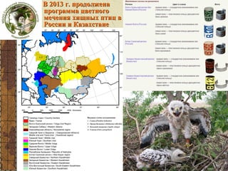 В 2013 г. продолжена
программа цветного
мечения хищных птиц в
России и Казахстане
кольцевание

 
