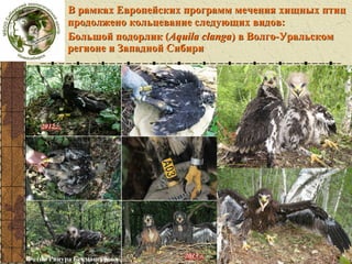 Кольцевание
подорлик

В рамках Европейских программ мечения хищных птиц
продолжено кольцевание следующих видов:
Большой подорлик (Aquila clanga) в Волго-Уральском
регионе и Западной Сибири

Фотки Ринура Бекмансурова

 