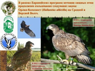 В рамках Европейских программ мечения хищных птиц
продолжено кольцевание следующих видов:
Орлан-белохвост (Haliaeetus albicilla) на Средней и
Верхней Волге.
В 2012 г. к программе
присоединился
Нацпарк Нижняя Кама

В 2013 г. к программе
присоединился
Дарвинский заповедник

Фотки М. Бабушкина и Д. Горшкова

 