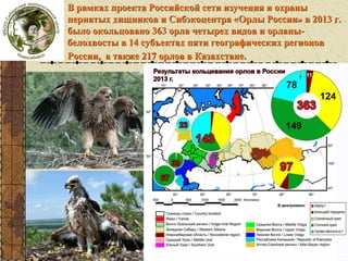 В рамках проекта Российской сети изучения и охраны
пернатых хищников и Сибэкоцентра «Орлы России» в 2013 г.
было окольцовано 363 орла четырех видов и орланыбелохвосты в 14 субъектах пяти географических регионов
России, а также 217 орлов в Казахстане.

 