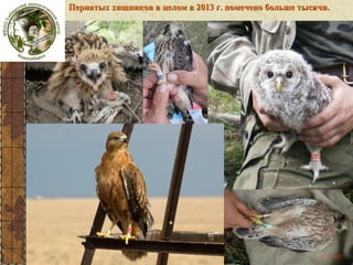 Пернатых хищников в целом в 2013 г. помечено больше тысячи.

 