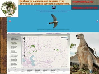 Вся база по кольцеванию хищных птиц
доступна он-лайн на русском и английском.

WWW.RRRCN.RU
RINGINGCENTER.RU

 