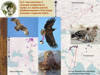 За 2 года получено 7
дальних возвратов от
орлов. 2-х орлов удалось
реабилитировать благодаря
кольцам с адресом сайта.

Орлан-белохвост

Степной орёл

Орёл-могильник

Фотки: Дмитрий Сыч, Mike Barth,
Dick Forsman и Omar Fadhil

 