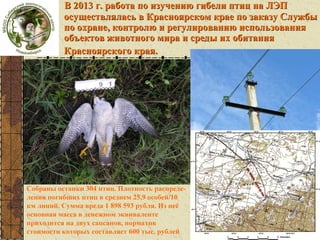 В 2013 г. работа по изучению гибели птиц на ЛЭП
осуществлялась в Красноярском крае по заказу Службы
по охране, контролю и регулированию использования
объектов животного мира и среды их обитания
Красноярского края.

Собраны останки 304 птиц. Плотность распределения погибших птиц в среднем 25,9 особей/10
км линий. Сумма вреда 1 898 593 рубля. Из неё
основная масса в денежном эквиваленте
приходится на двух сапсанов, норматив
стоимости которых составляет 600 тыс. рублей

 