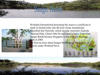 Sungei Buloh Wetlands International presenting the reserve a certificate to mark its formal entry into the East Asian Australasian Shorebird Site Network, which include Australia's Kakadu National Park, China's Mai Po and Japan's Yatsu Tidal Flats. Sungei Buloh became Singapore’s first ASEAN Heritage Park in 2003. To find out more about Sungei Buloh, go to our archive of articles under Wetland News.   