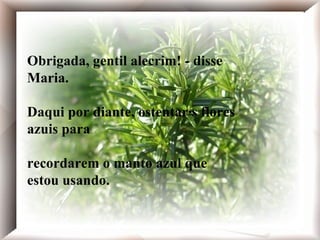 Obrigada, gentil alecrim! - disse Maria. Daqui por diante, ostentarás flores azuis para recordarem o manto azul que estou usando. Obrigada, gentil alecrim! - disse Maria. Daqui por diante, ostentarás flores azuis para recordarem o manto azul que estou usando. Obrigada, gentil alecrim! - disse Maria. Daqui por diante, ostentarás flores azuis para recordarem o manto azul que estou usando. 