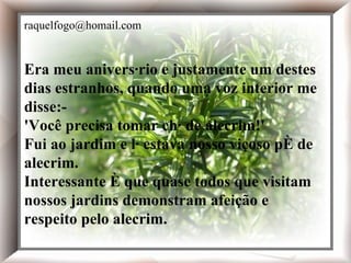Era meu aniversário e justamente um destes dias estranhos, quando uma voz interior me disse:- 'Você precisa tomar chá de alecrim!' Fui ao jardim e lá estava nosso viçoso pé de alecrim. Interessante é que quase todos que visitam nossos jardins demonstram afeição e respeito pelo alecrim. Era meu aniversário e justamente um destes dias estranhos, quando uma voz interior me disse:- 'Você precisa tomar chá de alecrim!' Fui ao jardim e lá estava nosso viçoso pé de alecrim. Interessante é que quase todos que visitam nossos jardins demonstram afeição e respeito pelo alecrim. [email_address] 
