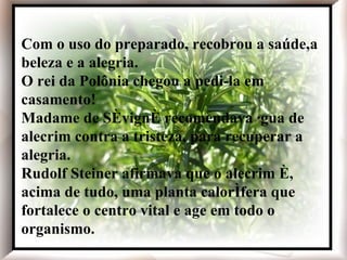 Com o uso do preparado, recobrou a saúde, a beleza e a alegria. O rei da Polônia chegou a pedi-la em casamento! Madame de Sévigné recomendava água de alecrim contra a tristeza, para recuperar a alegria. Rudolf Steiner afirmava que o alecrim é, acima de tudo, uma planta calorífera que fortalece o centro vital e age em todo o organismo. Com o uso do preparado, recobrou a saúde,a beleza e a alegria. O rei da Polônia chegou a pedi-la em casamento! Madame de Sévigné recomendava água de alecrim contra a tristeza, para recuperar a alegria. Rudolf Steiner afirmava que o alecrim é, acima de tudo, uma planta calorífera que fortalece o centro vital e age em todo o organismo. 